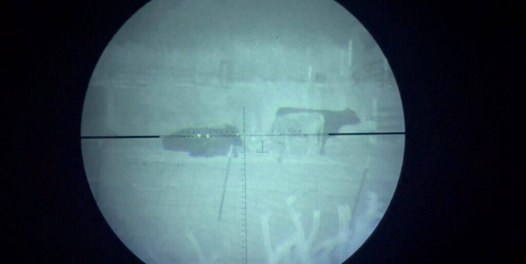 Through the Armasight CO-LR cows visible in total darkness with white phosphor contrast