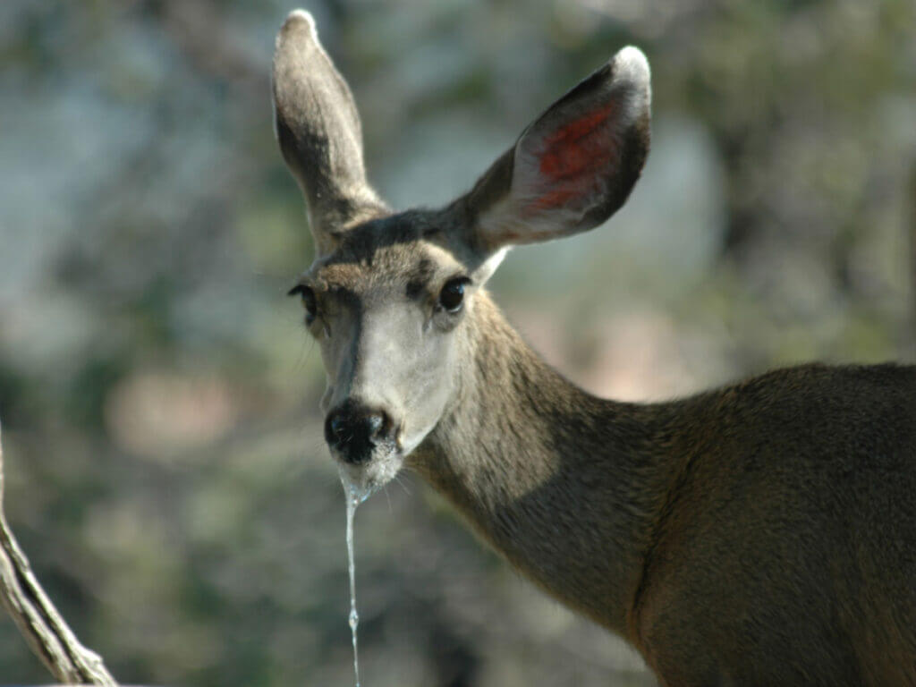 Drooling deer with chronic wasting disease symptoms in a field