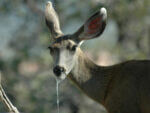 drooling deer with cwd
