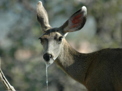 drooling deer with cwd