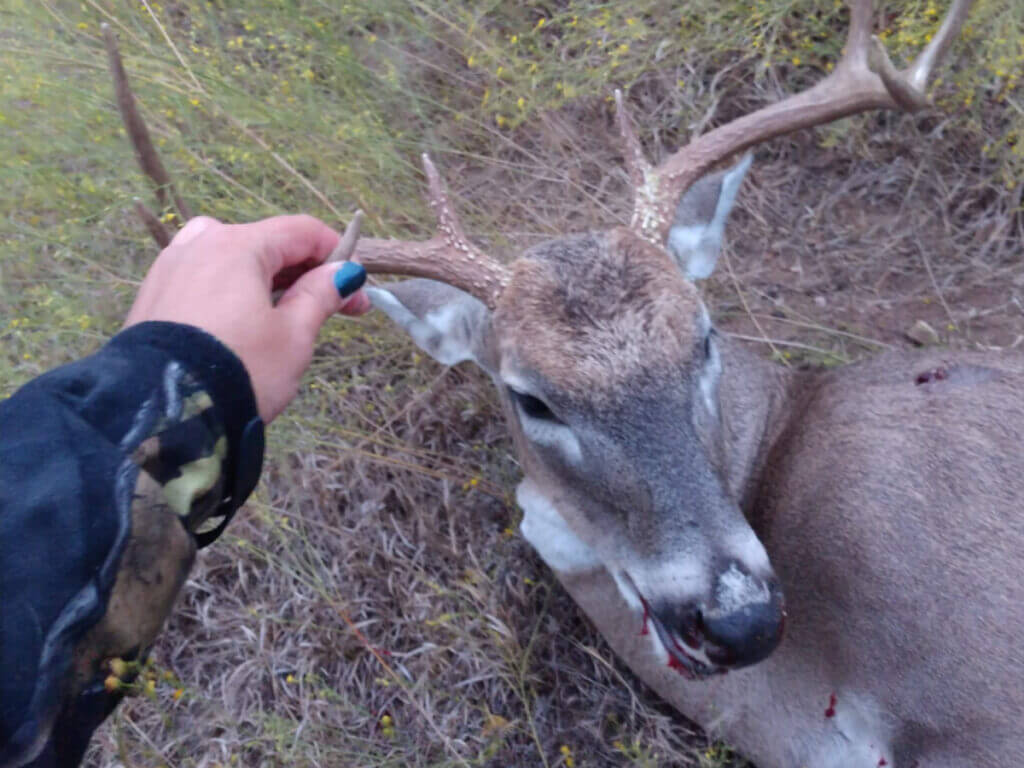 Healthy-looking whitetail buck that could still carry chronic wasting disease