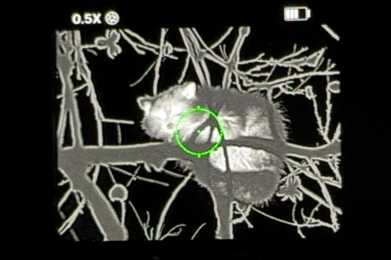 Thermal image of raccoon at close range captured through Infitac FML19