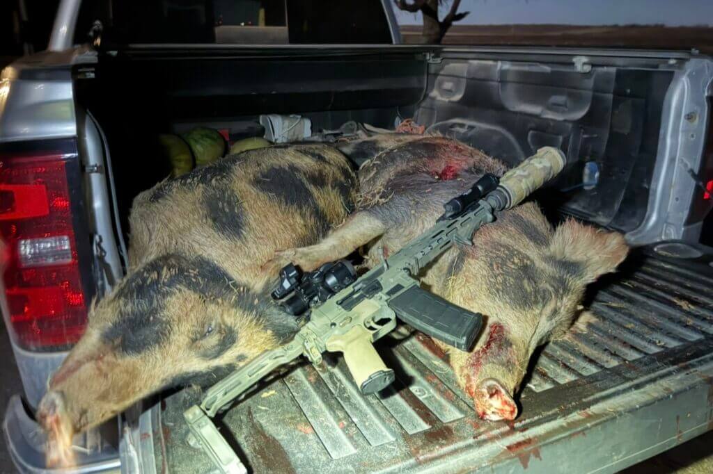 Hog hunt in progress using the Infitac IOL25 thermal scope in the field