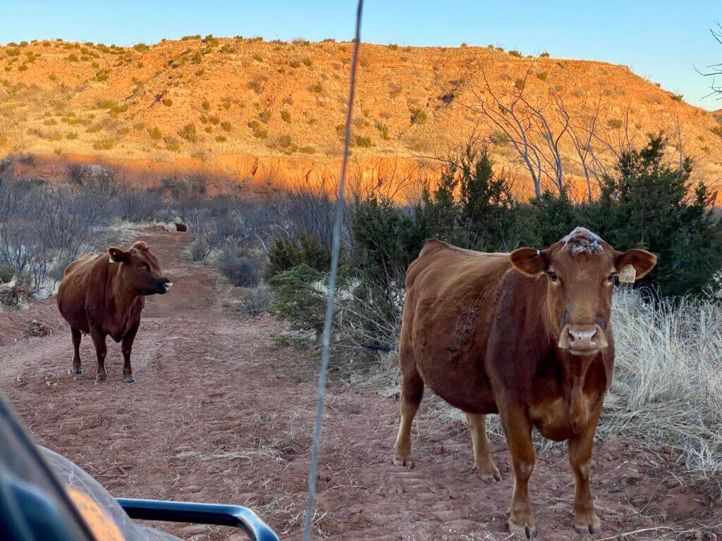 Working cattle ranch landscape in West Texas where Armasight Commander 640 and Warden 640 were field tested