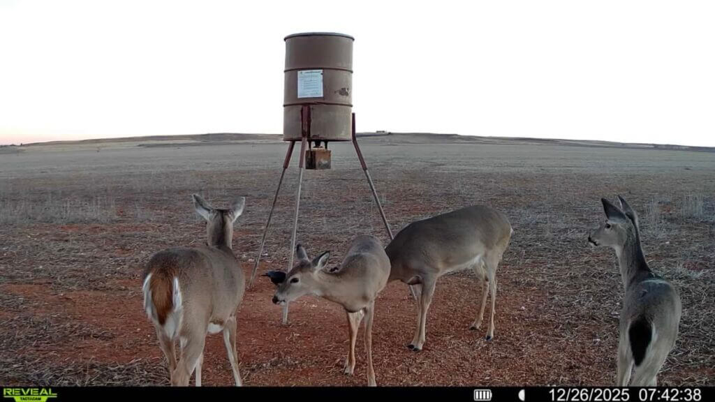 Daytime image sample from Tactacam REVEAL Ultra showing does feeding in the field