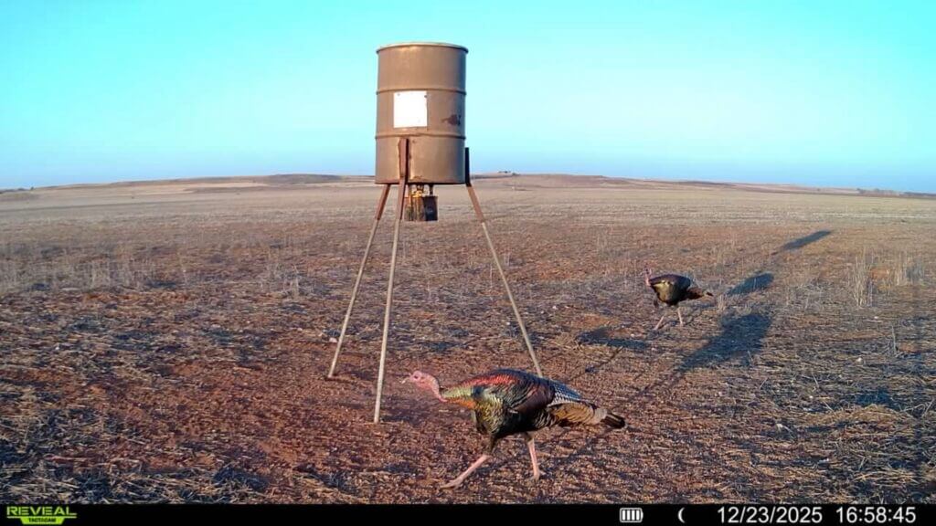 Tactacam REVEAL Ultra daytime trail camera image showing turkeys near the tree line