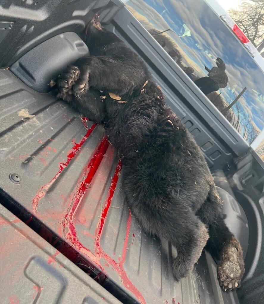 Large black bear harvested in Freedom, NY loaded into the bed of a pickup truck after the hunt.