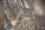 The bobcat that attacked the Wisconsin Turkey Hunter.