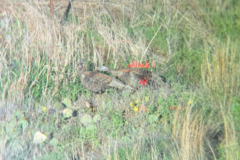 View through the Vortex Talon HD 10K binoculars while glassing turkeys