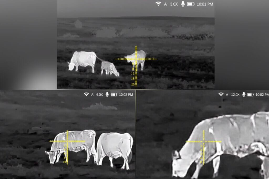 DNT Hydra HS335R thermal image of cattle at 65 yards at 3x 6x and 12x magnification