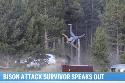 A Yellowstone tourist is thrown into the air after being charged by a bison during a viral attack captured on video.