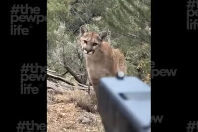 Mountain lion faces a hiker as a handgun is aimed toward the stalking predator during a tense self-defense encounter.